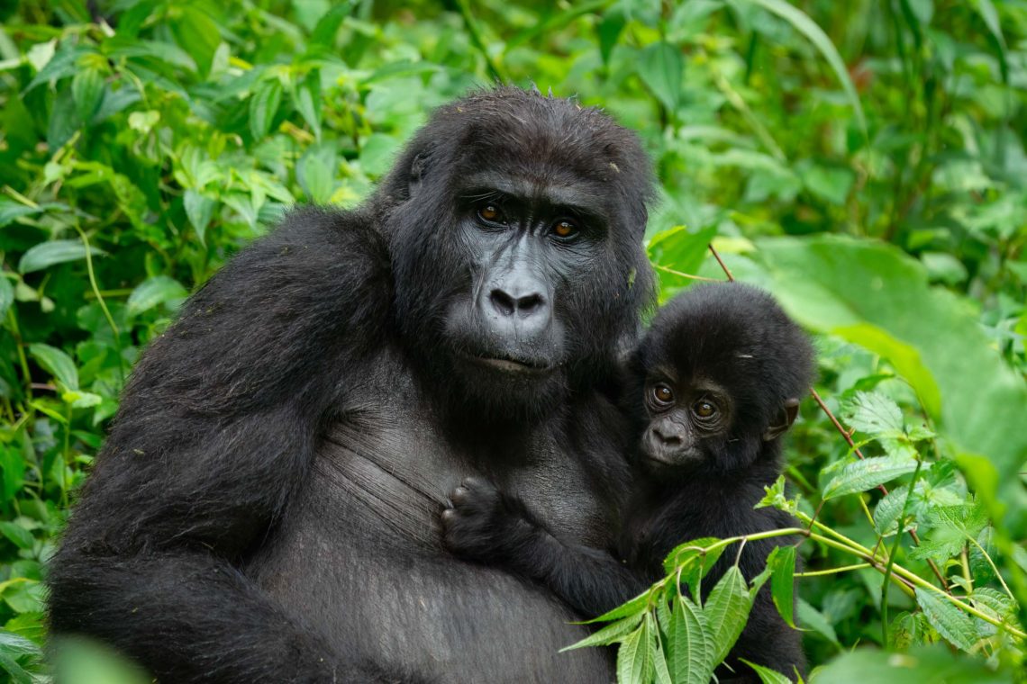 Uganda Gorilla Nikon School Viaggio Fotografico Workshop Viaggi Fotografici 00055