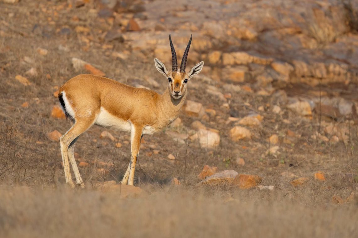 Viaggio Fotografico India Tigri Ranthambore Nikon School Travel Workshop Wildlife Viaggi Fotografici 00007