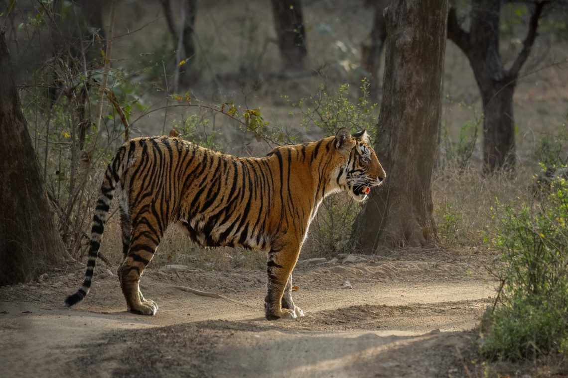 Viaggio Fotografico India Tigri Ranthambore Nikon School Travel Workshop Wildlife Viaggi Fotografici 00022