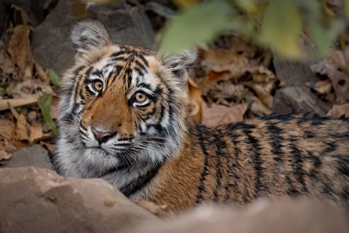 Viaggio Fotografico India Tigri Ranthambore Nikon School Travel Workshop Wildlife Viaggi Fotografici 00025
