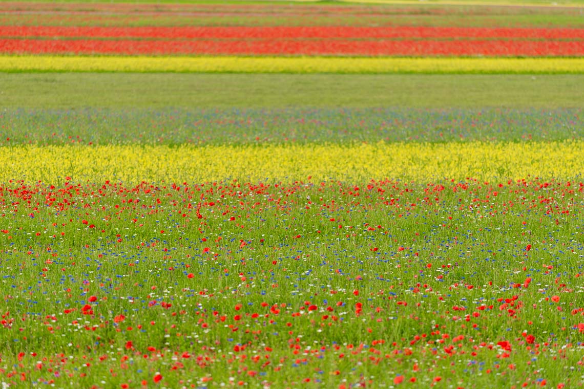 Castelluccio Fioritura Nikon School Workshop Paesaggio Notturna Via Lattea Startrail 00003