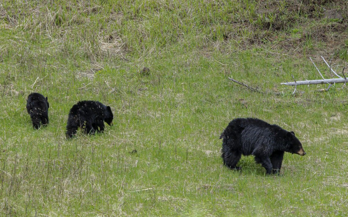 A Black Bear Mother And Her Three Older Cubs In Yellowstone Nati