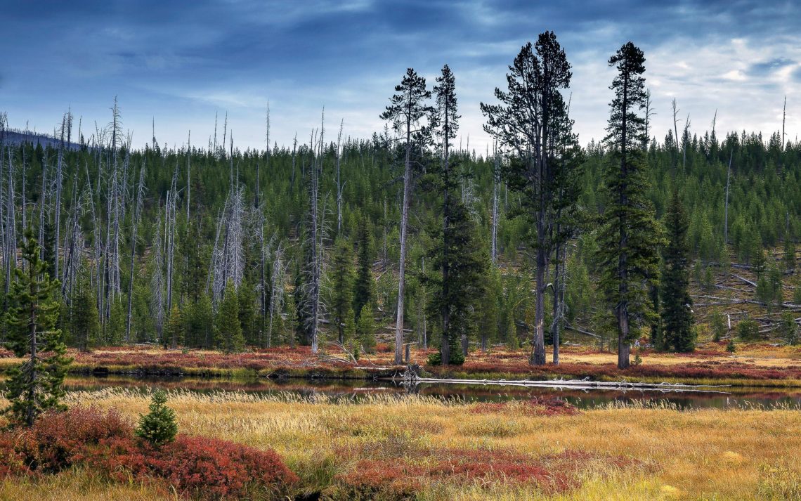 Lewis River During Fall Colors In Yellowstone National Park, Wyo