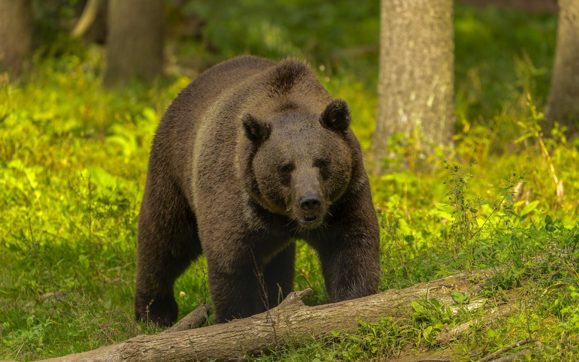 The Grizzly Bear (ursus Arctos) Is North American Brown Bear. G