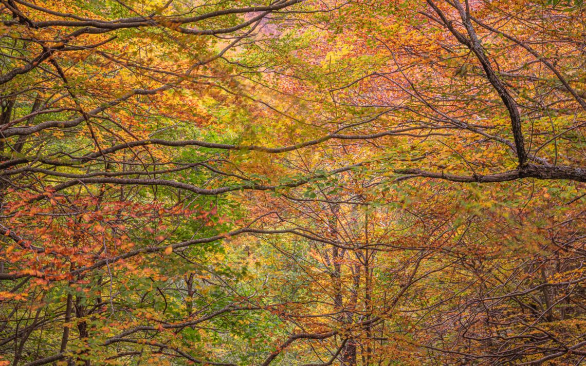 Foliage Autunno Nikon School Workshop Paesaggio Appennino 00013