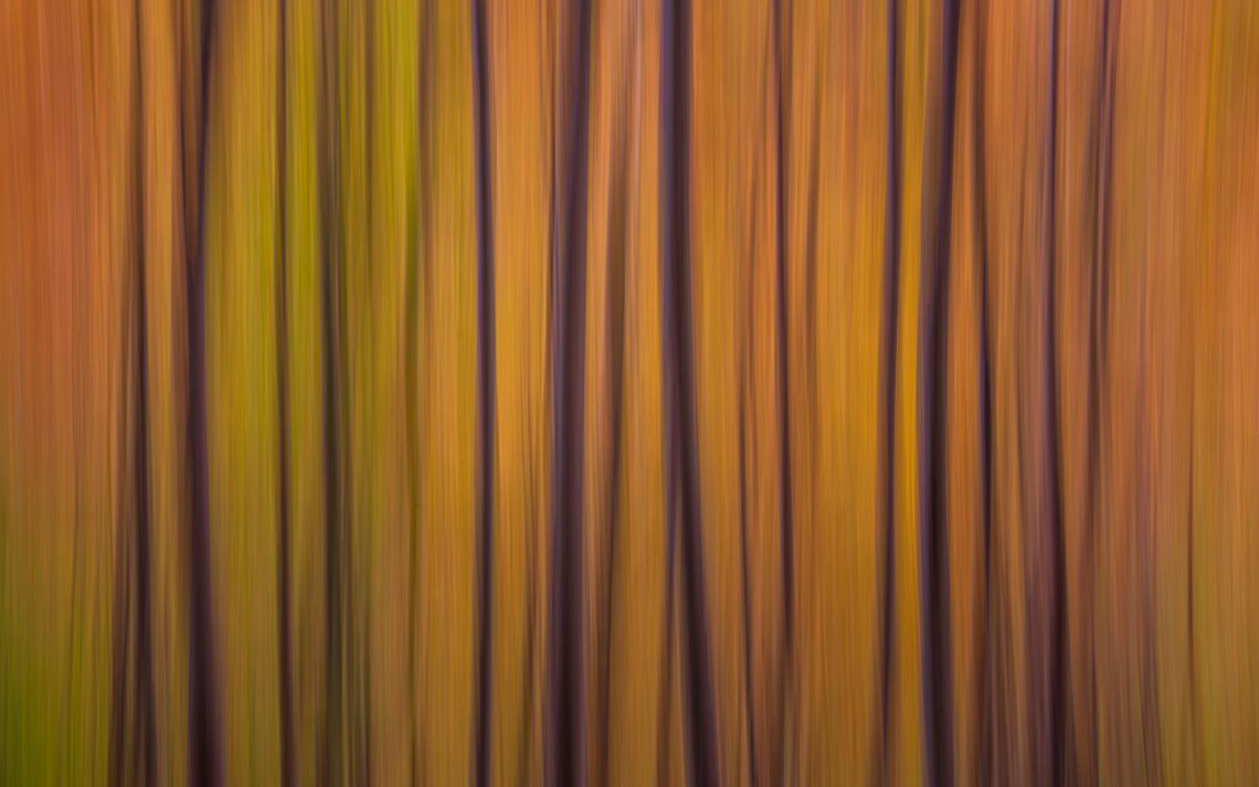Foliage Autunno Nikon School Workshop Paesaggio Appennino 00014