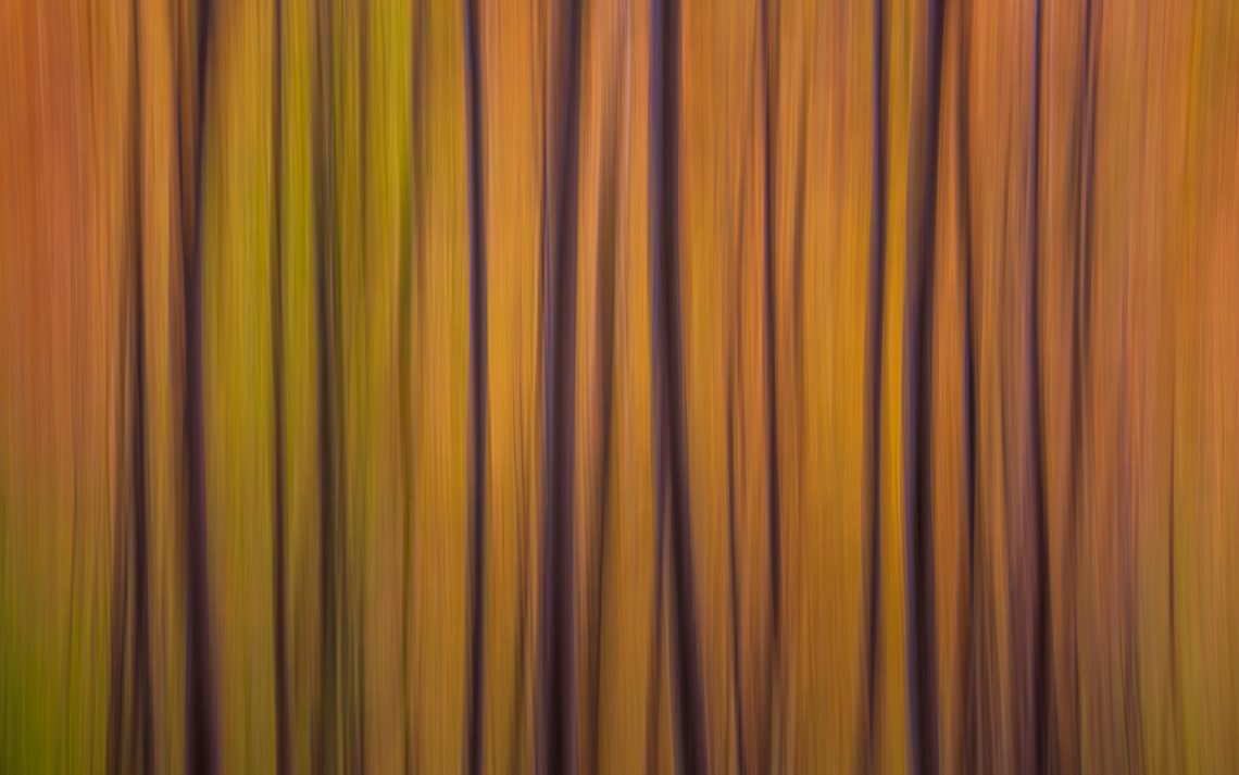 Foliage Autunno Nikon School Workshop Paesaggio Appennino 00014