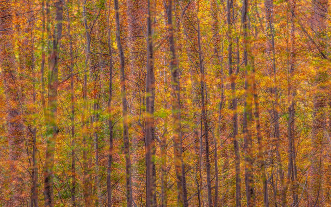 Foliage Autunno Nikon School Workshop Paesaggio Appennino 00015