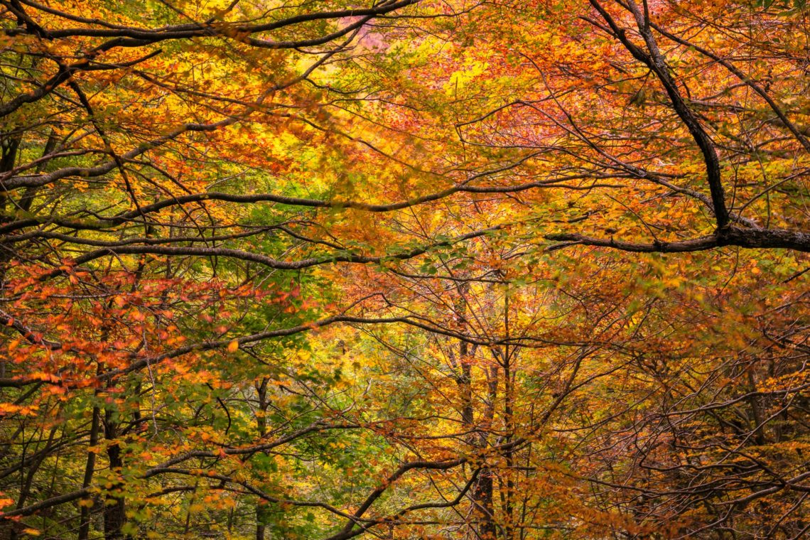 Workshop Foliage Autunno Nikon School Appennino Cascate Dardagna 00001