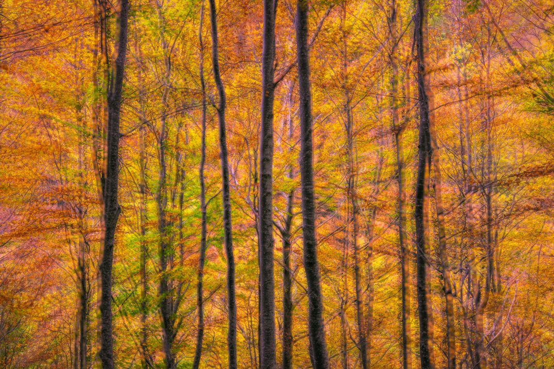 Workshop Foliage Autunno Nikon School Appennino Cascate Dardagna 00004