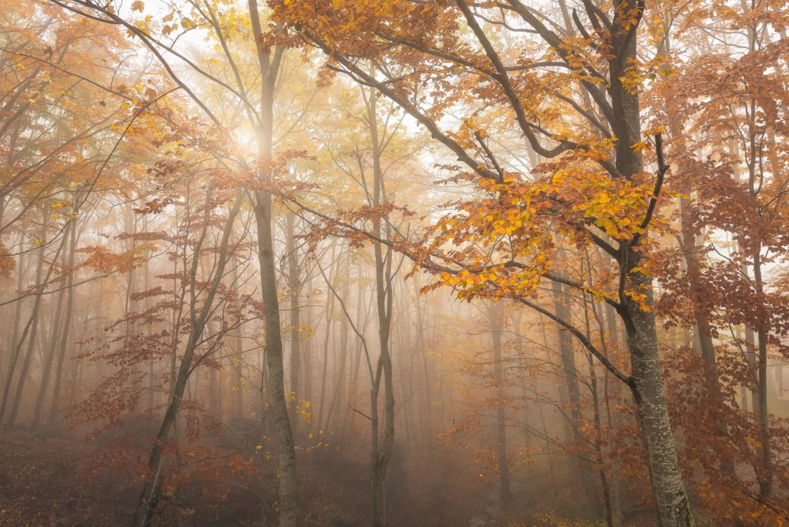 Workshop Foliage Autunno Nikon School Appennino Cascate Dardagna 00016