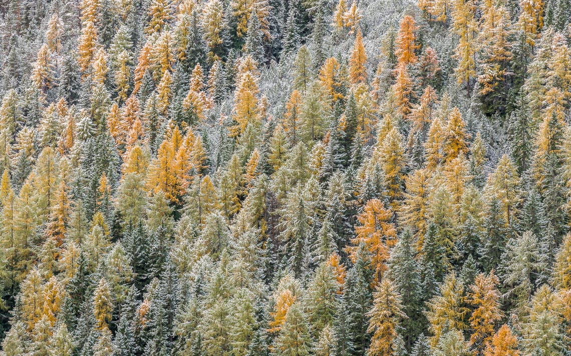 dolomiti foliage autunno nikon school workshop paesaggio notturna via lattea startrail 00028