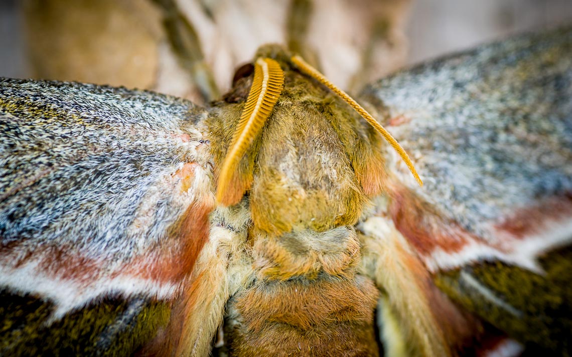 macro nikon school workshop fotografia casa farfalle 00004