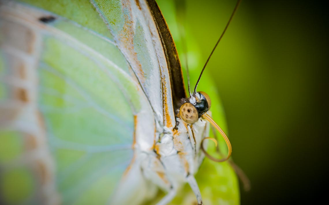 macro nikon school workshop fotografia casa farfalle 00008