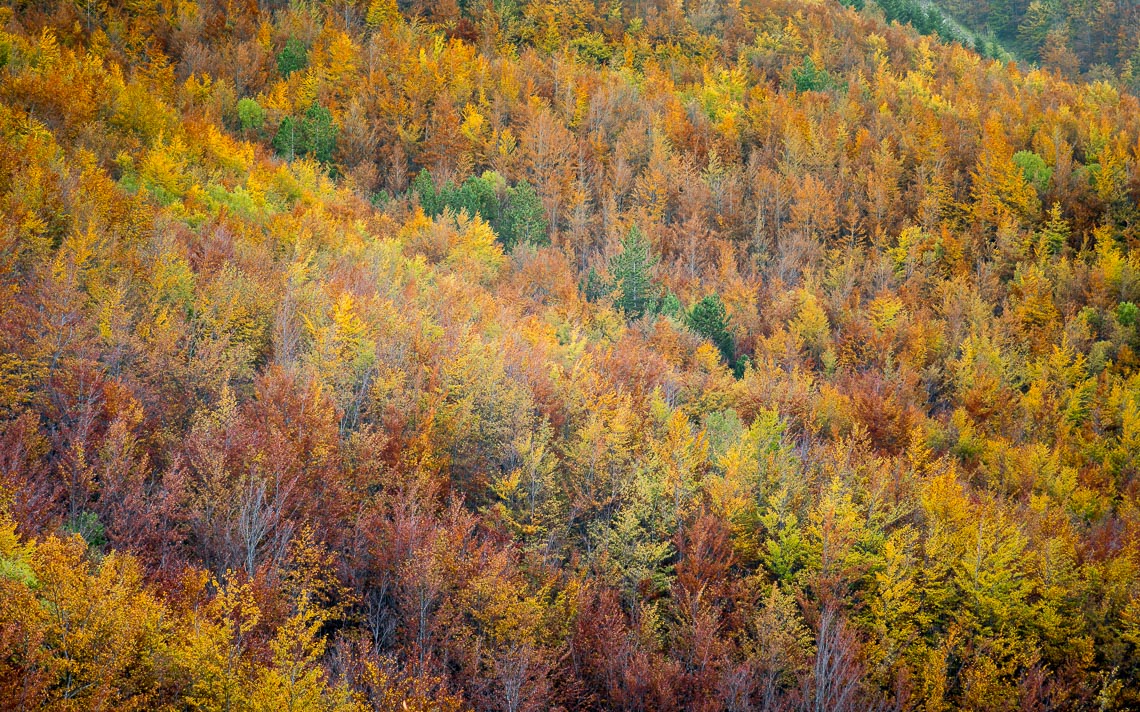 foliage autunno nikon school workshop paesaggio appennino 00021