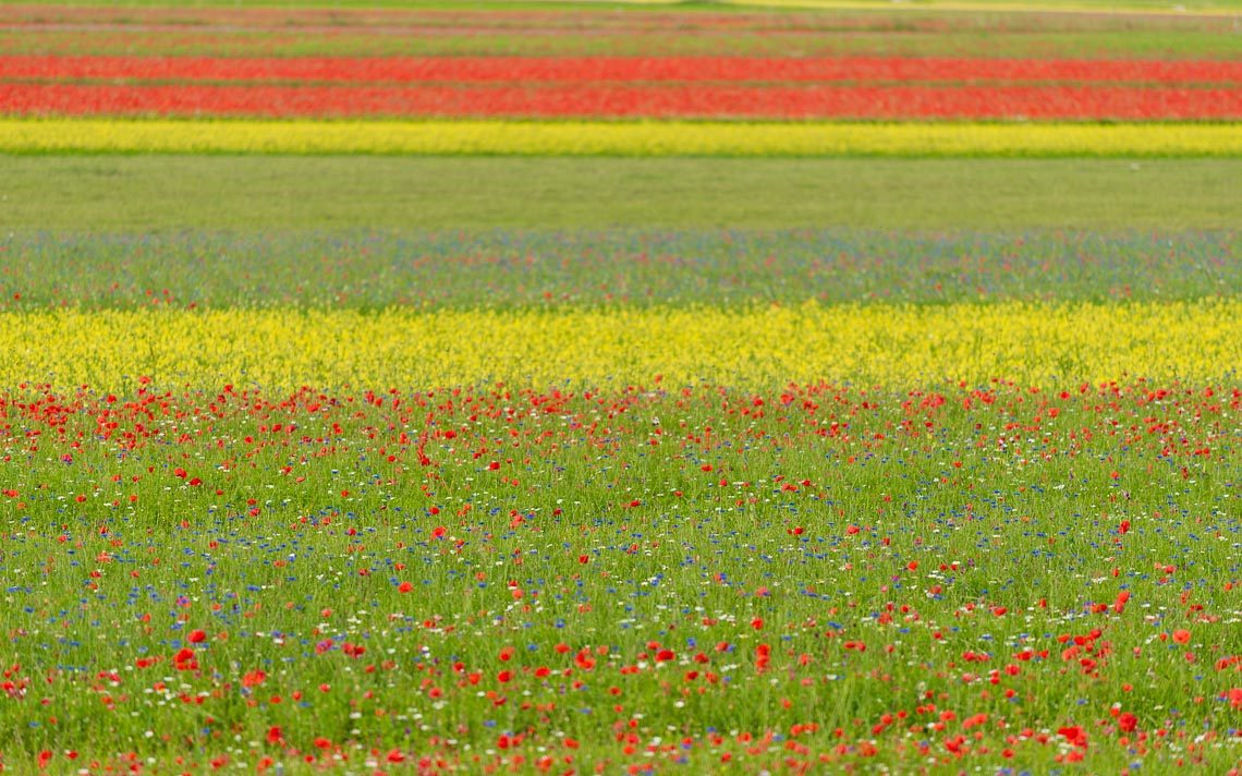 Castelluccio Fioritura Nikon School Workshop Paesaggio Notturna Via Lattea Startrail 00002