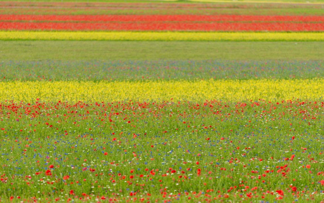 Castelluccio Fioritura Nikon School Workshop Paesaggio Notturna Via Lattea Startrail 00002