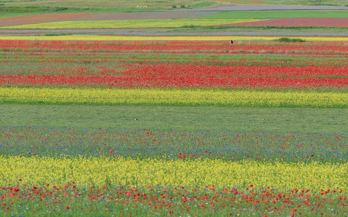 Castelluccio Fioritura Nikon School Workshop Paesaggio Notturna Via Lattea Startrail 00002