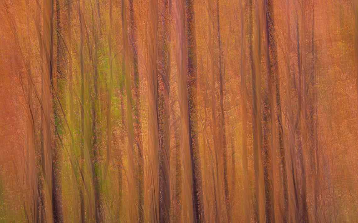 Foliage Autunno Nikon School Workshop Paesaggio Appennino 00030
