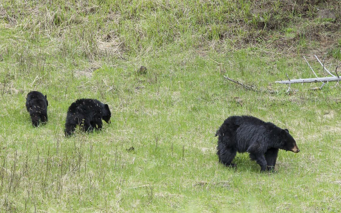 A Black Bear Mother And Her Three Older Cubs In Yellowstone Nati