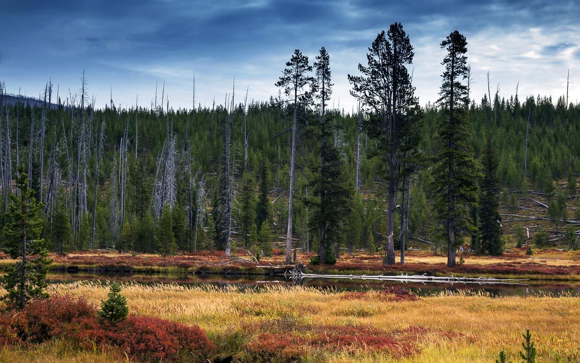 Lewis River During Fall Colors In Yellowstone National Park, Wyo