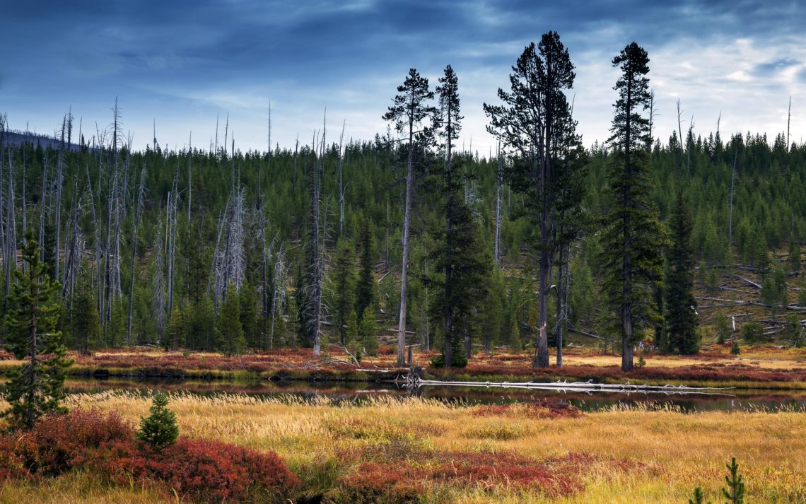 Lewis River During Fall Colors In Yellowstone National Park, Wyo