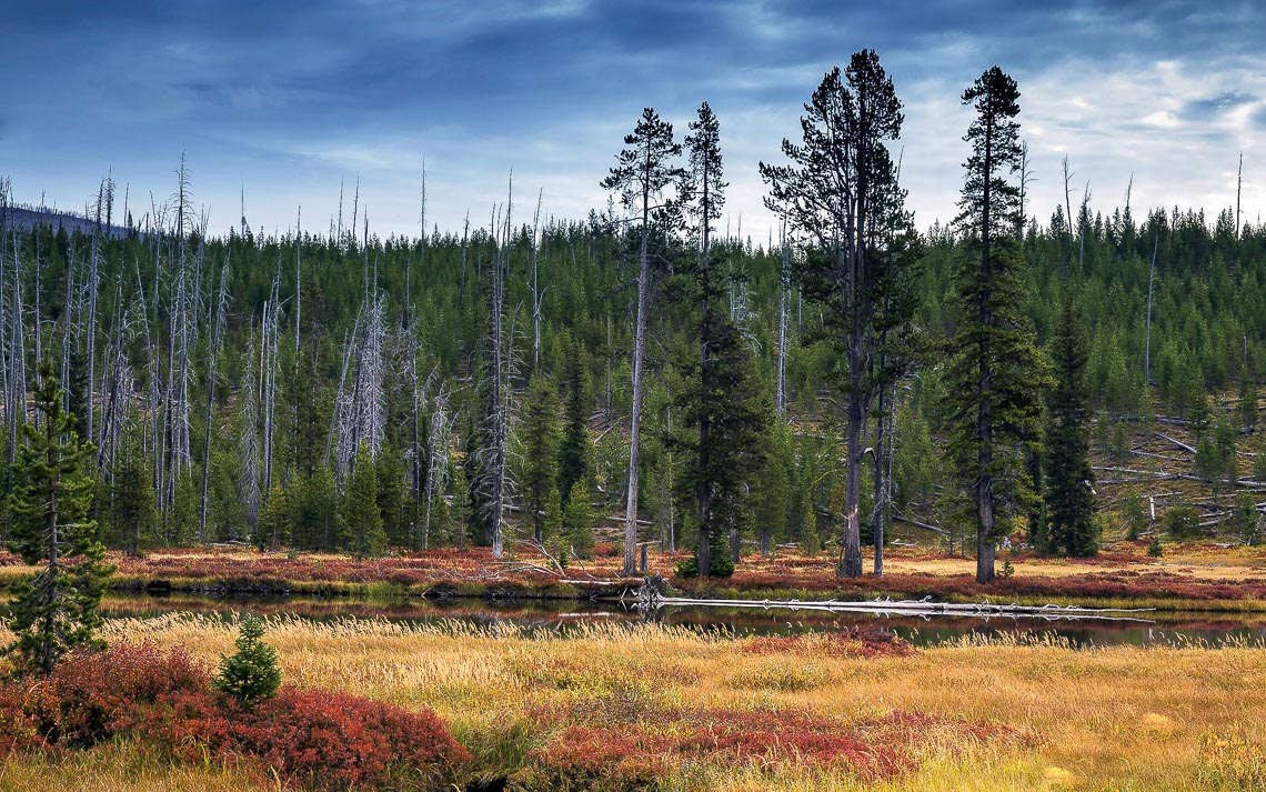 Lewis River During Fall Colors In Yellowstone National Park, Wyo