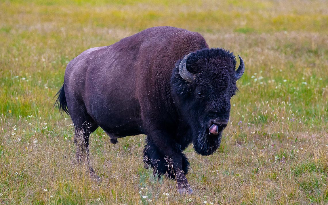 The Bison In Yellowstone National Park, Wyoming. Usa. The Yello