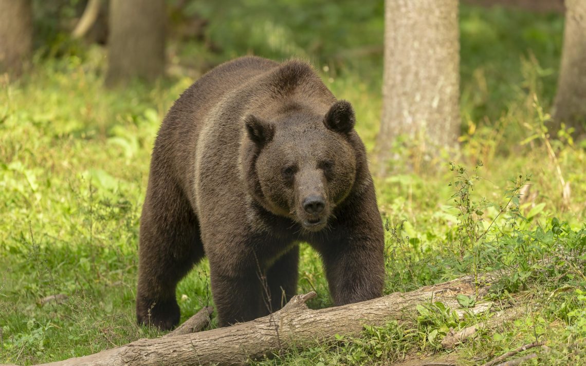 The Grizzly Bear (ursus Arctos) Is North American Brown Bear. G