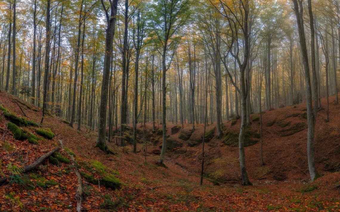 Foliage Autunno Nikon School Workshop Paesaggio Appennino 00001