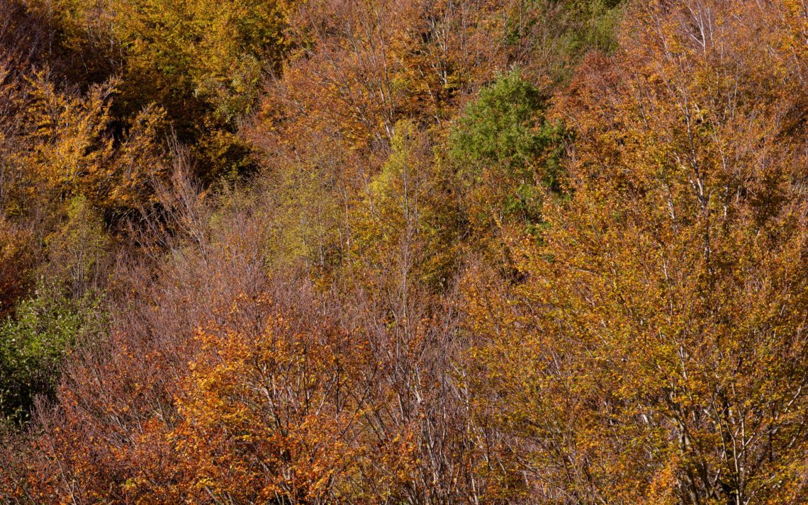 Foliage Autunno Nikon School Workshop Paesaggio Appennino 00003