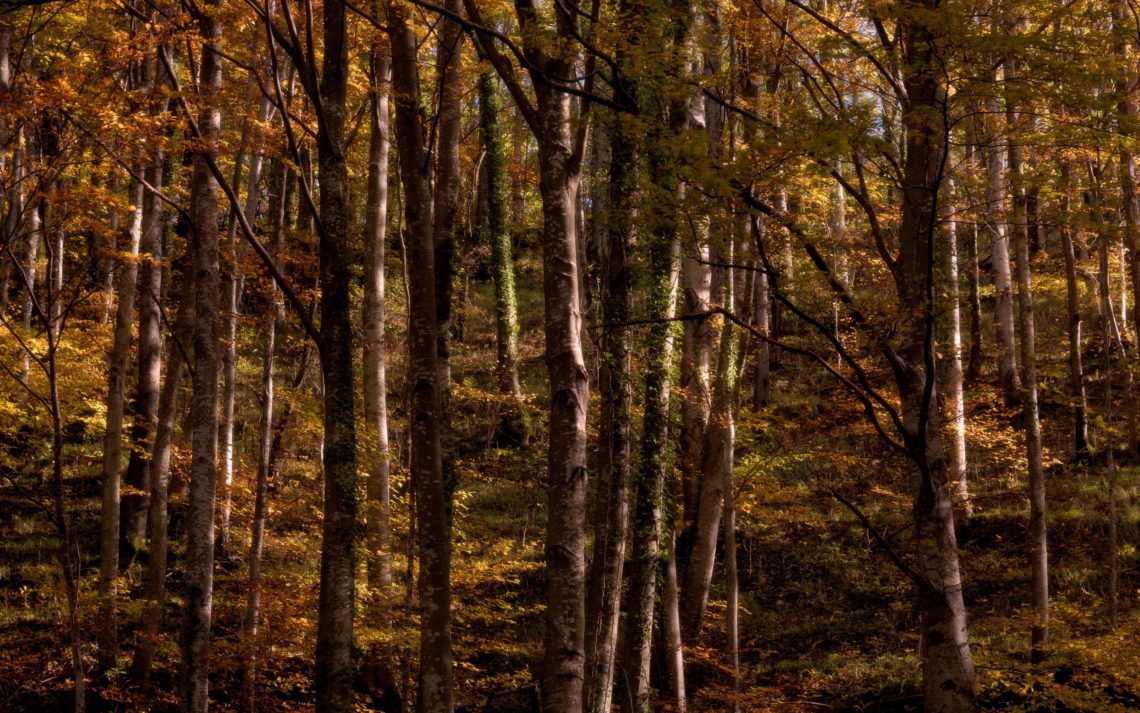 Foliage Autunno Nikon School Workshop Paesaggio Appennino 00006