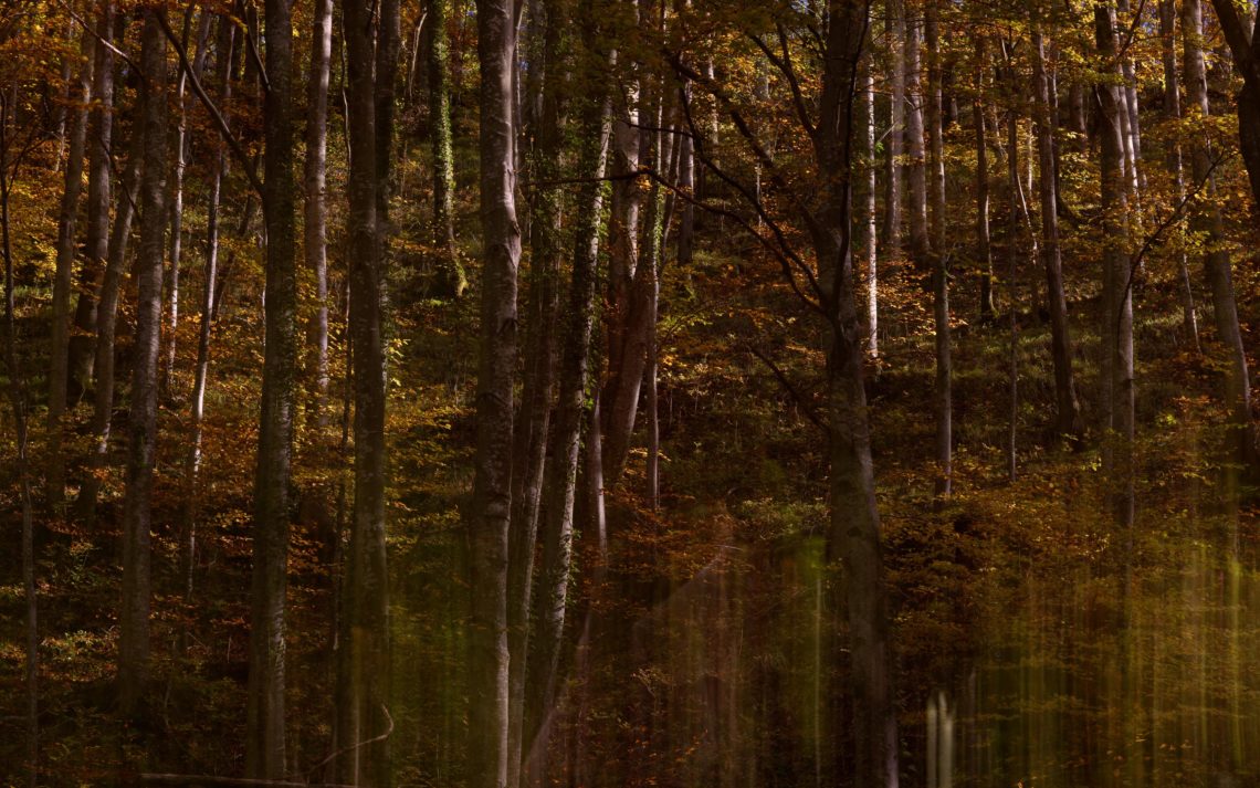 Foliage Autunno Nikon School Workshop Paesaggio Appennino 00007