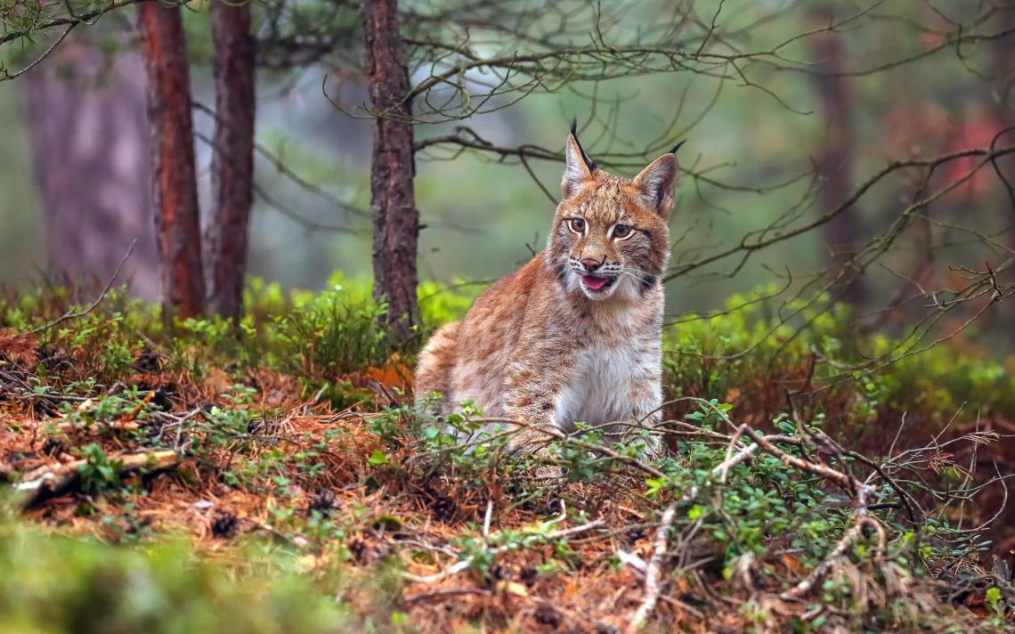 The Eurasian Lynx (lynx Lynx), Also Known As The European Lynx O