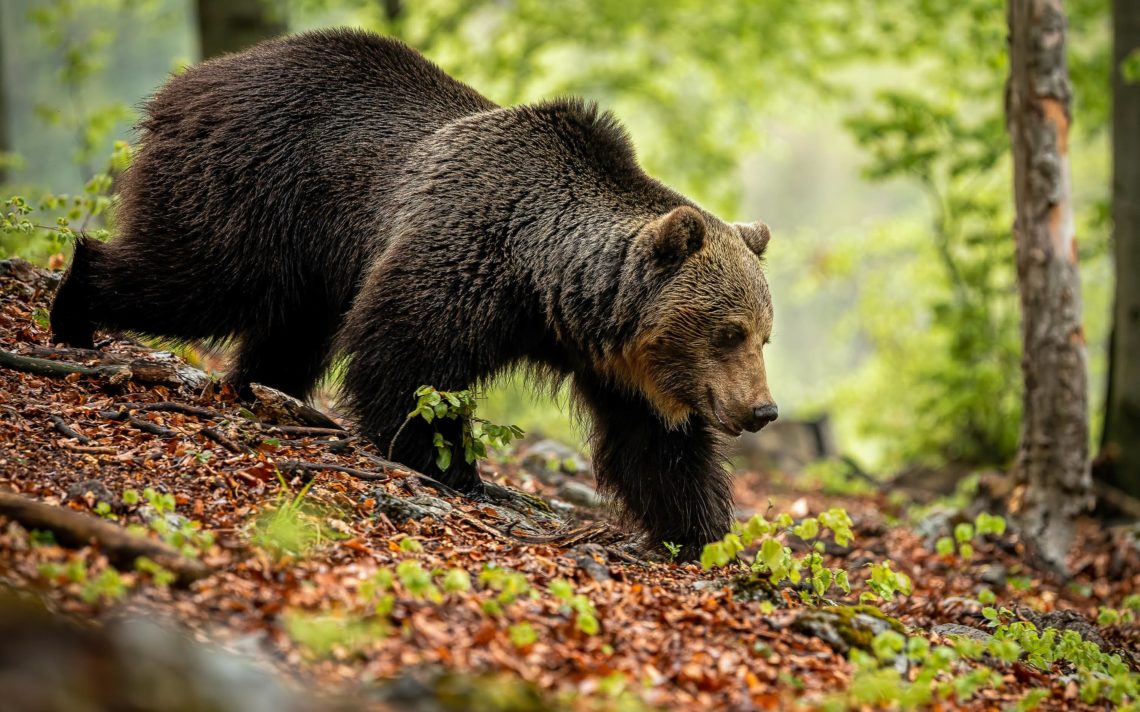 Strong Brown Bear Walking In Forest In Summer Nature, Slovakia,