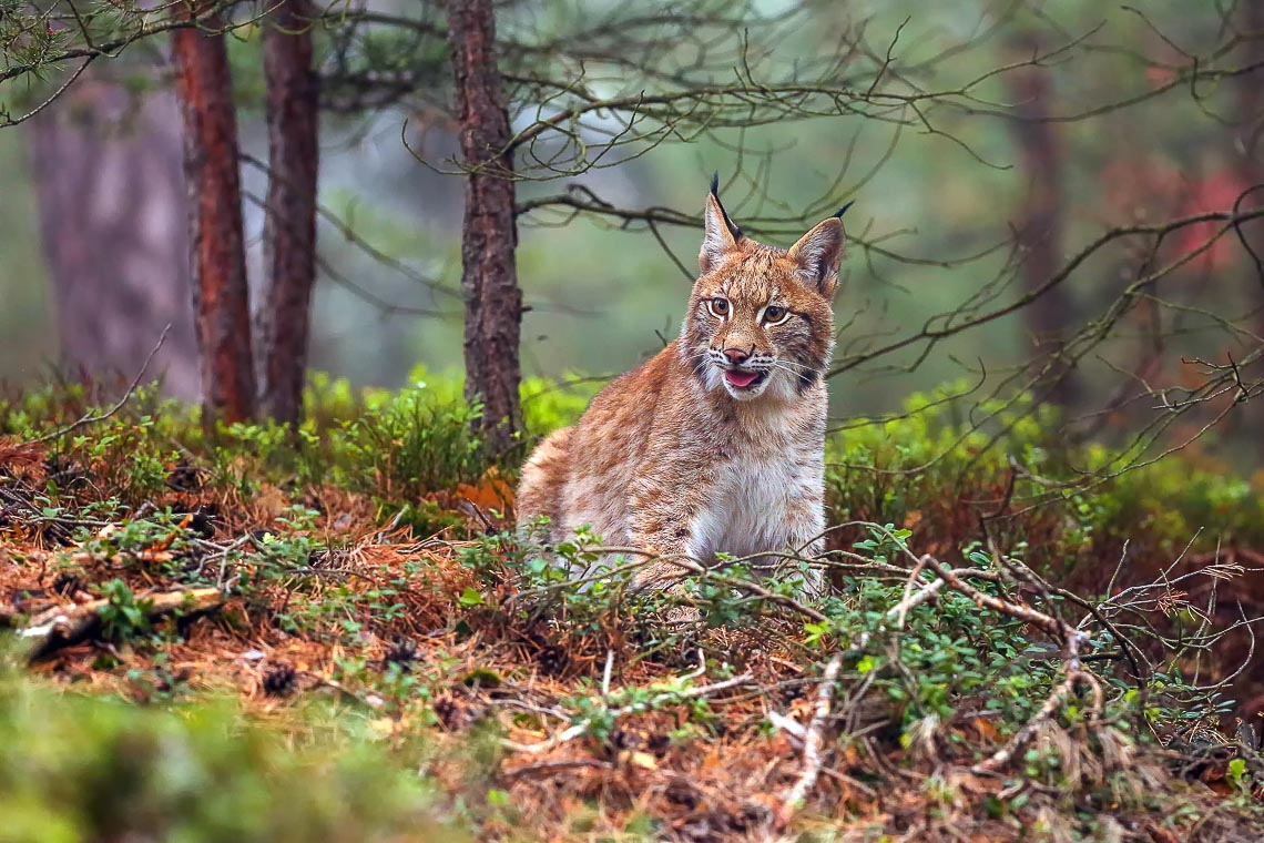 The Eurasian Lynx (lynx Lynx), Also Known As The European Lynx O