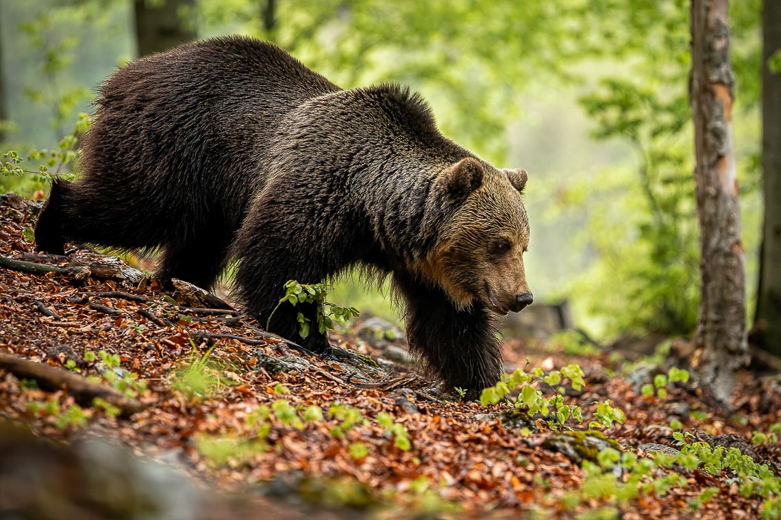 Strong Brown Bear Walking In Forest In Summer Nature, Slovakia,