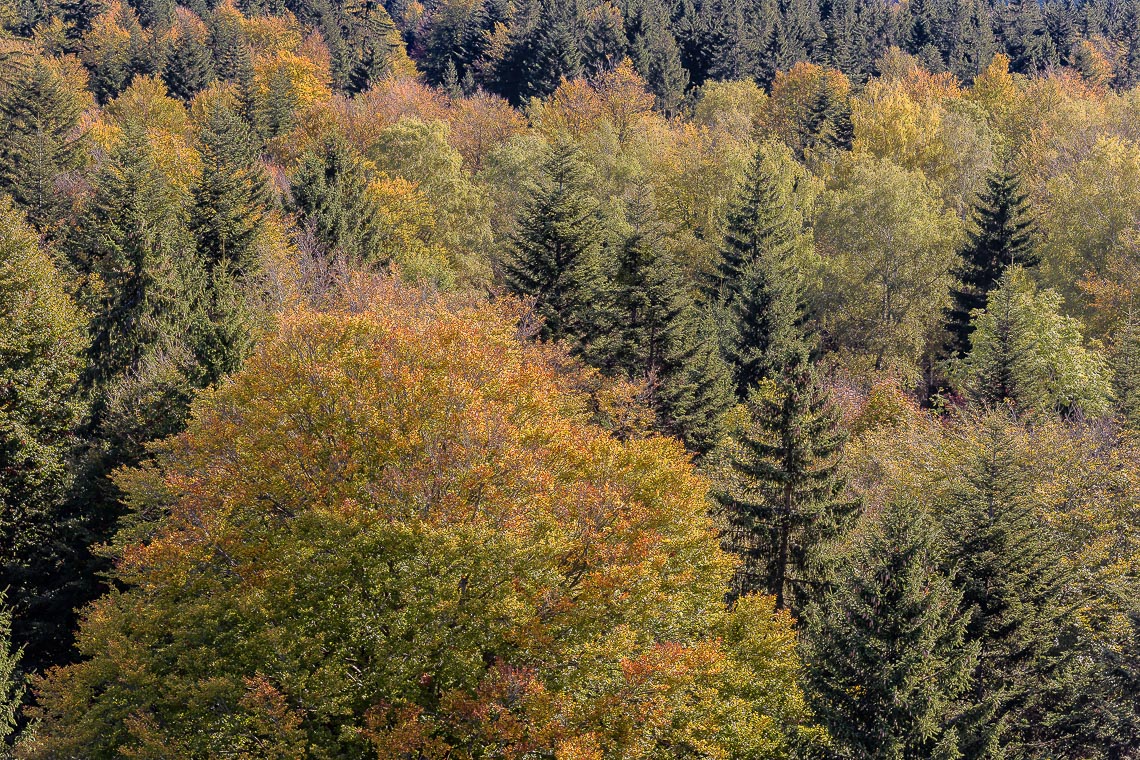 Baviera Bayerischer Foliage Autunno Viaggio Fotografico Nikon School Workshop Paesaggio Viaggi Fotografici 00027