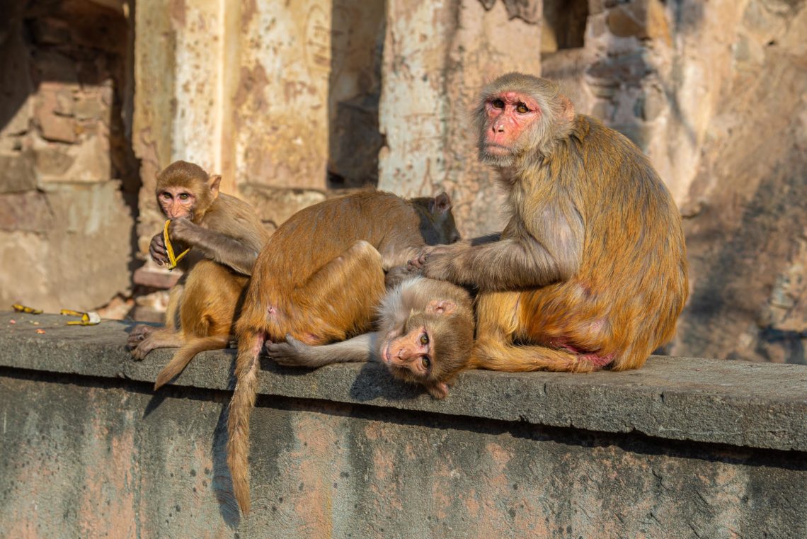 India Nikon School Viaggio Fotografico Workshop Viaggi Fotografici 00032