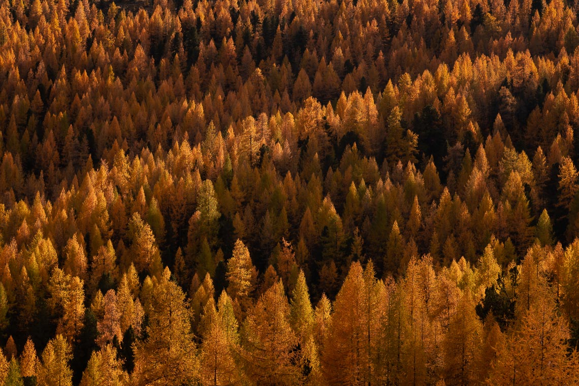 Dolomiti Foliage Autunno Nikon School Workshop Paesaggio Notturna Via Lattea Startrail 00027