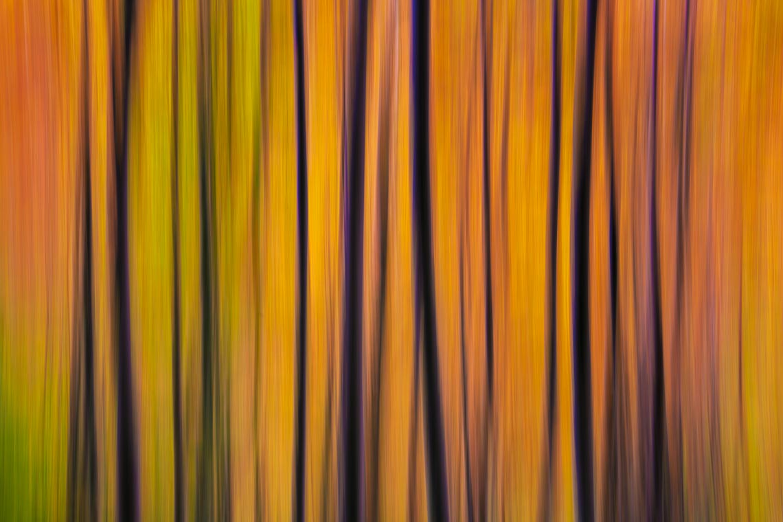 Workshop Foliage Autunno Nikon School Appennino Cascate Dardagna 00003