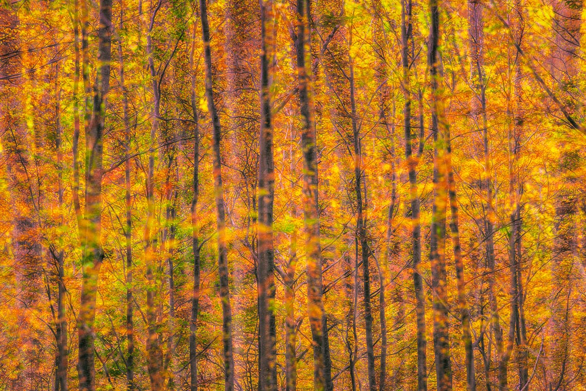 Workshop Foliage Autunno Nikon School Appennino Cascate Dardagna 00006