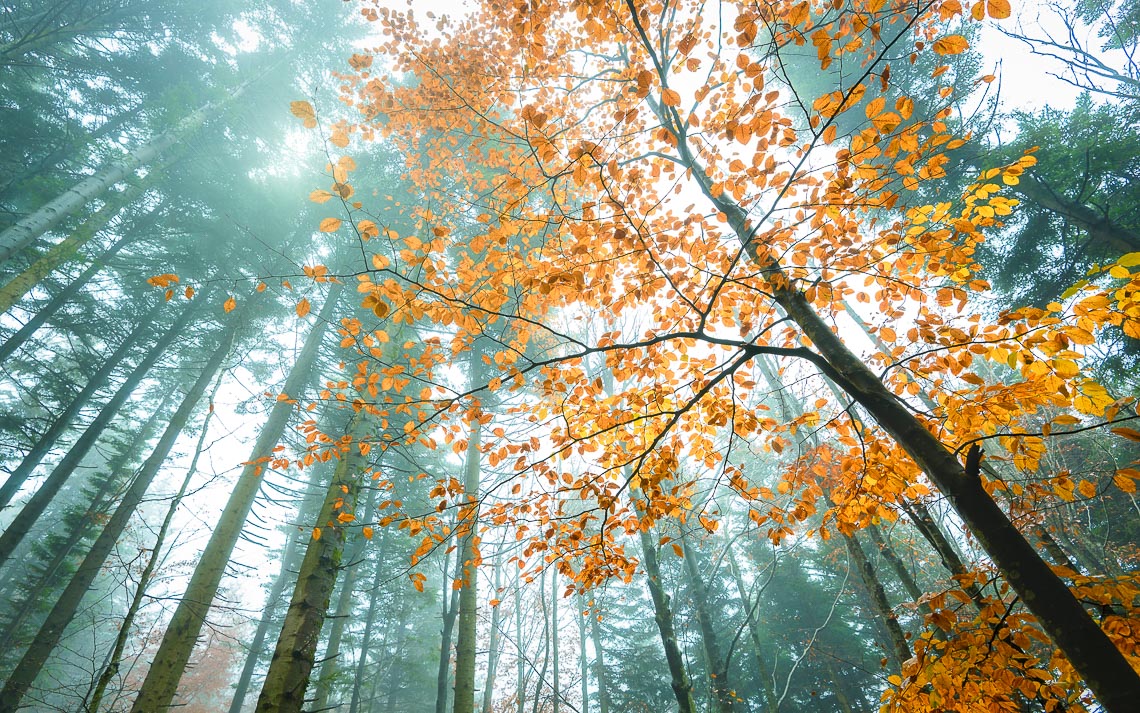 Workshop Foliage Autunno Nikon School Appennino Cascate Dardagna 00015