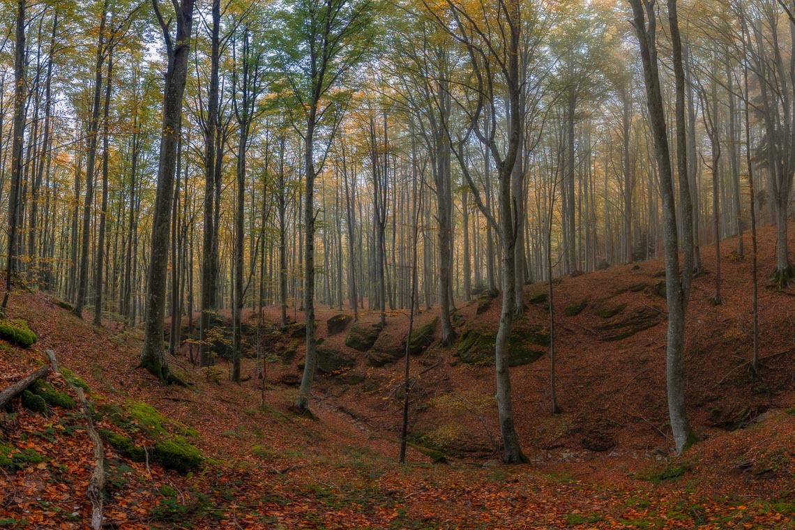 Foliage Autunno Nikon School Workshop Paesaggio Appennino 00001