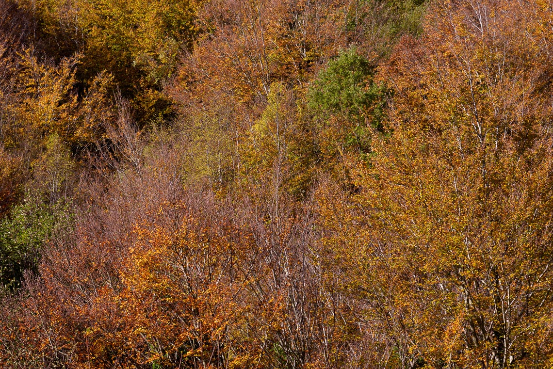 Foliage Autunno Nikon School Workshop Paesaggio Appennino 00003