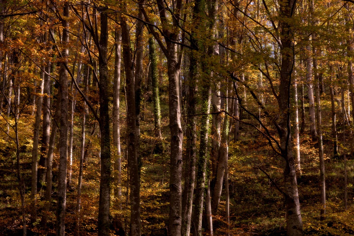 Foliage Autunno Nikon School Workshop Paesaggio Appennino 00006