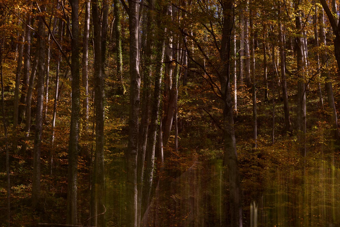 Foliage Autunno Nikon School Workshop Paesaggio Appennino 00007