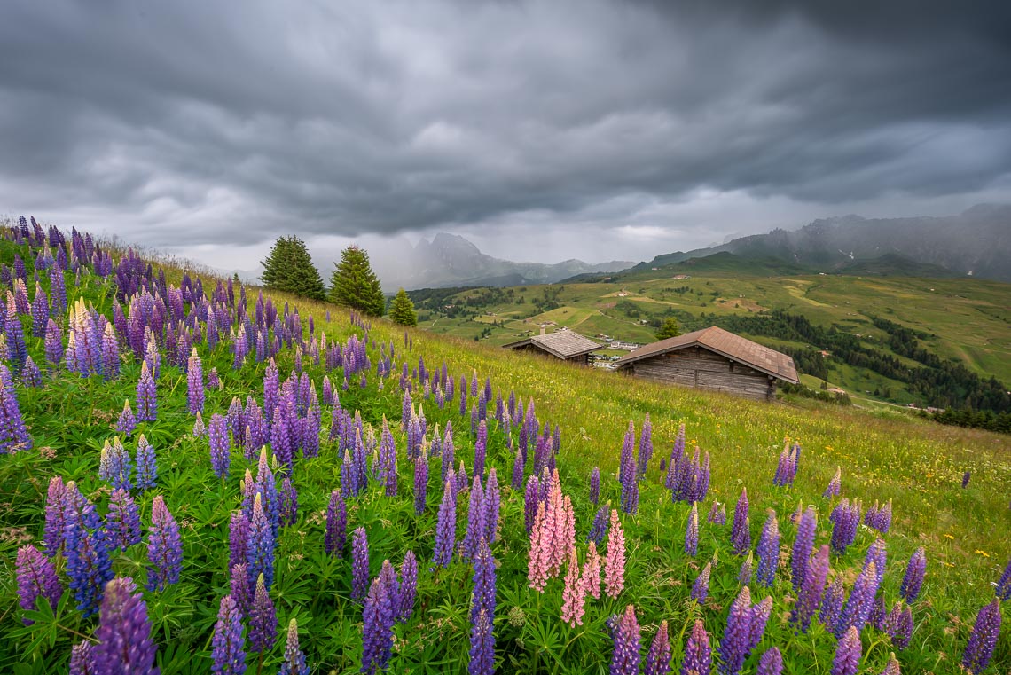 Dolomiti Nikon School Workshop Paesaggio Alpe Siusi Seceda Dolomiti 00007
