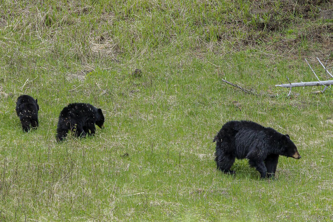 A Black Bear Mother And Her Three Older Cubs In Yellowstone Nati