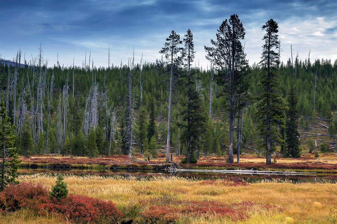 Lewis River During Fall Colors In Yellowstone National Park, Wyo